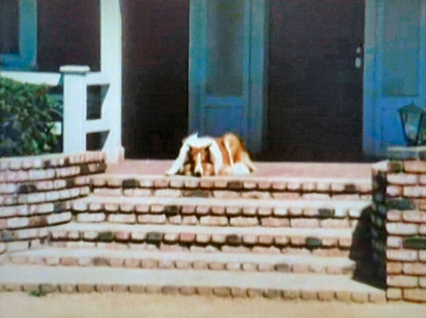 Lassie at rest.